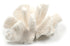 cauliflower coral